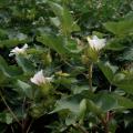 Close-up of a cotton plant.