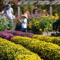 Rows of mums fill a flower bed.