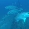 Large, silver fish swim in blue water.