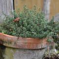 A low-growing plant with tiny leaves grows in a large pot.