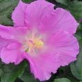 A single purple bloom has several overlapping petals.