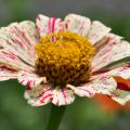 A single bloom has white petals with thin red stripes.