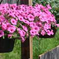 A hanging basket is filled with pink blooms.