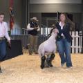 Two young women display a lamb in a show ring.