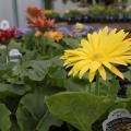 A yellow flower blooms on a small plant.