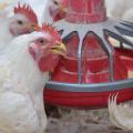 White chickens gather at a feeder.