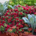 Upright green leaves grow among red blooms.