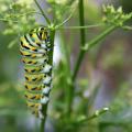 A large, green and white caterpillar has yellow spots.