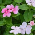 Small pink and white blooms are on a green background.