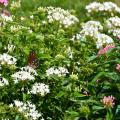 A butterfly rests on a cluster of white blooms.