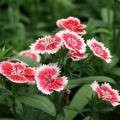 A cluster of flowers has white edges and red centers.