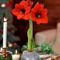 Two red flowers bloom on a stalk among holiday decorations.