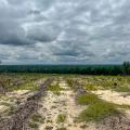 Sandy field where pine tree stand has been recently harvested