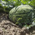 A watermelon sits in a field.