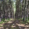 A wide path goes straight through pine timberland.