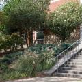 Different plants decorate the area beside a set of stairs.