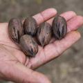 A hand holds five pecans.