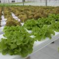 Rows of lettuce