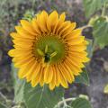 A large, yellow bloom.