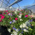 Red, white and purple flowers bloom above foliage.