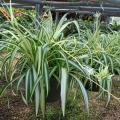 A row of containers grows light green plants.