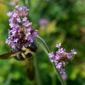 A bee hangs onto the bottom of a cluster of tiny, purple flowers.