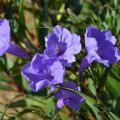 Five purple flowers bloom in a cluster.