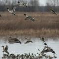 Ducks in a marsh