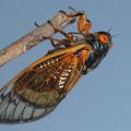 A black, winged insect has red eyes and markings.