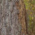 A close-up photo of a pine tree’s damaged bark