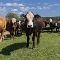 Several cows and calves stand in a pasture.