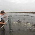 A man removes ducks from a baited swim-in trap.