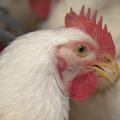 Close-up of a broiler chicken