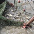 Catfish in a net