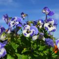 Blue and white flowers bloom above green foliage.