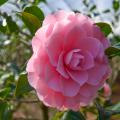 A large, pink bloom resembles an open rose.