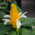 A yellow upright bract has small white flowers.