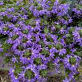 Blue blooms cover a small plant.