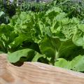 Leafy greens grow in a wooden container.