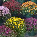 Potted plants are covered in various colored blooms.