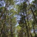 Pine trees are viewed from the ground looking up.