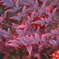 Nandinas are good-looking, hardy bushes with glossy, green leaves that shine in the winter with a fiery array of reds and burgundies. (Photo by MSU Extension Service/Gary Bachman)