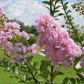 Flower buds develop on the current season's growth for summer-flowering plants like crape myrtle. Pruning in the spring does not impact their flowering. (Photo by MSU Extension Service/Gary Bachman)