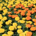 Fall is an ideal time to plant marigolds. Varieties such as these Antiqua Orange and Yellow marigolds will bloom from now until first frost. (Photo by MSU Extension Service/Gary Bachman)