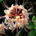 The flowers of the native azalea piedmont, or honeysuckle azalea, are very fragrant and pleasant on a calm, early-morning garden stroll. (Photo by MSU Extension/Gary Bachman)