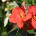 Canna lilies are easy landscape plants for Mississippi gardens. This South Pacific Scarlet is a dwarf selection that can reach 4 feet tall. (Photo by MSU Extension/Gary Bachman)