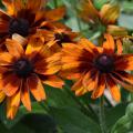 Cherokee Sunset produces large flowers that are a mix of single and doubles. The warm, autumnal colors on sturdy stems make them a good choice for use in fall indoor arrangements. (Photo by MSU Extension/Gary Bachman)