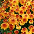 Fall mums are a useful bridge crop between summer and fall. They can be treated as seasonal annuals to provide an easy and reliable display of color for the in-between period. (Photo by MSU Extension/Gary Bachman)