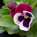 The Rose Wing Matrix pansy lets Mississippi State University Bulldog fans show off their school colors. (Photo by MSU Extension Service/Gary Bachman)