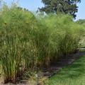 King Tut papyrus, growing here at the Mississippi State University South Mississippi Branch Experiment Station in Poplarville, make a good addition to Mississippi landscapes either as an annual or a perennial. (Photo by MSU Extension/Gary Bachman)